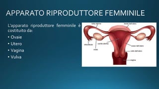 • Ovaie
• Utero
• Vagina
• Vulva
 