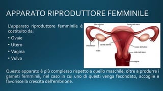 • Ovaie
• Utero
• Vagina
• Vulva
 