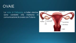 tube di Falloppio, o tube uterine,
sono condotti che mettono in
comunicazione le ovaie con l’utero.
 