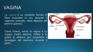 vagina è un condotto fornito di
fibre muscolari in cui, durante il
rapporto sessuale, viene deposto dal
pene lo sperma.
Come l’utero, anche la vagina è un
organo molto elastico, infatti è in
grado di dilatarsi per consentire il
passaggio del nascituro durante il
parto.
 