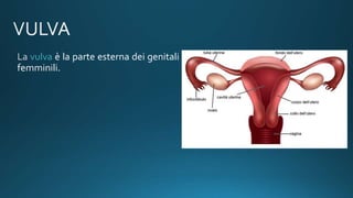 vulva è la parte esterna dei genitali
femminili.
 