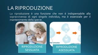 RIPRODUZIONE
SESSUATA
RIPRODUZIONE
ASESSUATA
 