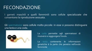 Gli spermatozoi sono cellule molto piccole: in esse si possono distinguere
una testa e una coda.
La coda permette agli spermatozoi di
muoversi e raggiungere l’ovulo.
La testa contenente le informazioni
genetiche è la parte che penetra nell’ovulo
femminile
 