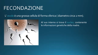 L’ ovulo è una grossa cellula di forma sferica ( diametro circa 2 mm).
Al suo interno si trova il nucleo, contenente
le informazioni genetiche della madre.
 