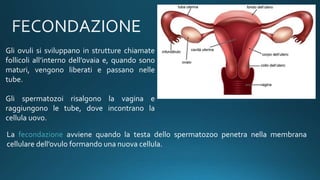 Gli ovuli si sviluppano in strutture chiamate
follicoli all’interno dell’ovaia e, quando sono
maturi, vengono liberati e passano nelle
tube.
Gli spermatozoi risalgono la vagina e
raggiungono le tube, dove incontrano la
cellula uovo.
La fecondazione avviene quando la testa dello spermatozoo penetra nella membrana
cellulare dell’ovulo formando una nuova cellula.
 