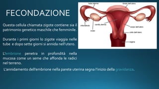 Questa cellula chiamata zigote contiene sia il
patrimonio genetico maschile che femminile.
Durante i primi giorni lo zigote viaggia nelle
tube e dopo sette giorni si annida nell’utero.
L’embrione penetra in profondità nella
mucosa come un seme che affonda le radici
nel terreno.
L’annidamento dell’embrione nella parete uterina segna l’inizio della gravidanza.
 