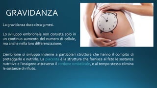 La gravidanza dura circa 9 mesi.
Lo sviluppo embrionale non consiste solo in
un continuo aumento del numero di cellule,
ma anche nella loro differenziazione.
L’embrione si sviluppa insieme a particolari strutture che hanno il compito di
proteggerlo e nutrirlo. La placenta è la struttura che fornisce al feto le sostanze
nutritive e l’ossigeno attraverso il cordone ombelicale, e al tempo stesso elimina
le sostanze di rifiuto.
 