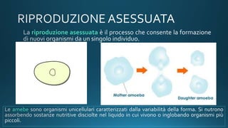 riproduzione asessuata
amebe
 