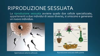 riproduzione sessuata
Spermatozoi attorno all’ovulo Riproduzione sessuata delle piante
 