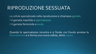 gameti
spermatozoo
ovulo
Quando lo spermatozoo incontra e si fonde con l’ovulo avviene la
fecondazione e si forma una nuova cellula, detta zigote.
 