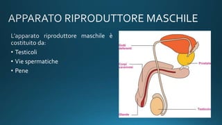 • Testicoli
• Vie spermatiche
• Pene
 