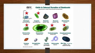 Fec Count Fecal Egg Counting Primer | PPTX