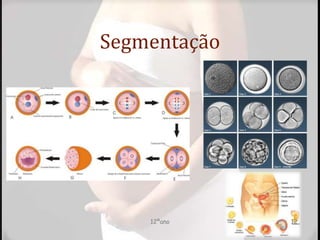 Segmentação
12ºano 12
 