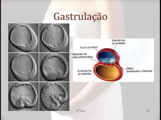 Gastrulação
12ºano 13
 