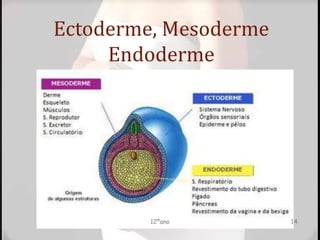 Ectoderme, Mesoderme
Endoderme
12ºano 14
 