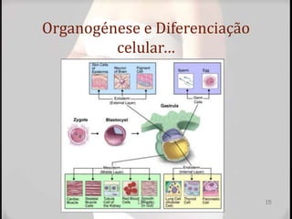 Organogénese e Diferenciação
celular…
12ºano 15
 