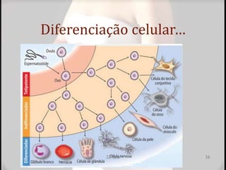 Diferenciação celular…
12ºano 16
 