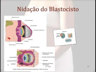 Nidação do Blastocisto
12ºano 17
 