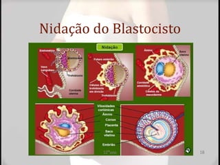 Nidação do Blastocisto
12ºano 18
 