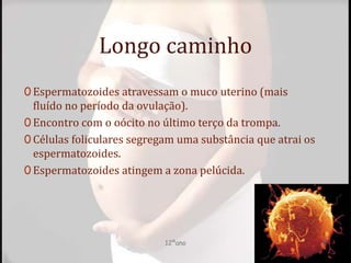 Longo caminho
0 Espermatozoides atravessam o muco uterino (mais
fluído no período da ovulação).
0 Encontro com o oócito no último terço da trompa.
0 Células foliculares segregam uma substância que atrai os
espermatozoides.
0 Espermatozoides atingem a zona pelúcida.
2
12ºano
 