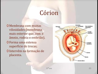 Córion
0 Membrana com muitas
vilosidades (membrana
mais exterior que, com o
âmnio, rodeia o embrião).
0 Forma uma extensa
superfície de trocas;
0 Intervêm na formação de
placenta.
12ºano 20
 