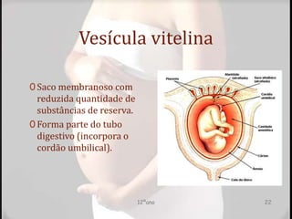 Vesícula vitelina
0 Saco membranoso com
reduzida quantidade de
substâncias de reserva.
0 Forma parte do tubo
digestivo (incorpora o
cordão umbilical).
12ºano 22
 