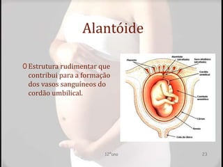 Alantóide
0 Estrutura rudimentar que
contribui para a formação
dos vasos sanguíneos do
cordão umbilical.
12ºano 23
 