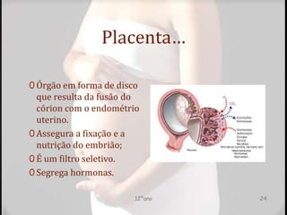 Placenta…
0 Órgão em forma de disco
que resulta da fusão do
córion com o endométrio
uterino.
0 Assegura a fixação e a
nutrição do embrião;
0 É um filtro seletivo.
0 Segrega hormonas.
12ºano 24
 