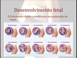 Desenvolvimento fetal
0 Crescimento rápido e modificação nas proporções do
corpo
12ºano 28
 