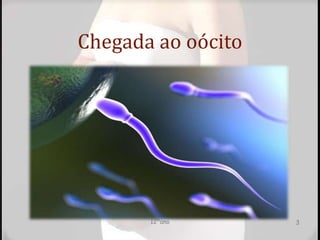Chegada ao oócito
12ºano 3
 