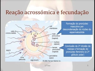 Reação acrossómica e fecundação
12ºano 5
 