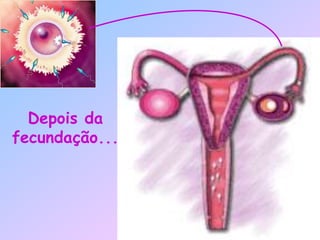 Depois da
fecundação...
 