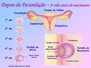 Depois da Fecundação - A vida antes do nascimento
Trompa de falópio
Implantação
Endométrio
Fecundação
2º dia
5º dia
4º dia
3º dia
1º dia
Massa celular
interna
Camada superficial de células
Parede uterina
Trofoblasto
Cavidade uterina
Estádio de
Mórula
Cavidade do
blastocisto
Botão
embrionário
Estádio de
Blastocisto
 