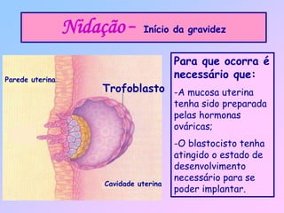 Nidação – Início da gravidez
Trofoblasto
Parede uterina
Cavidade uterina
Para que ocorra é
necessário que:
-A mucosa uterina
tenha sido preparada
pelas hormonas
ováricas;
-O blastocisto tenha
atingido o estado de
desenvolvimento
necessário para se
poder implantar.
 
