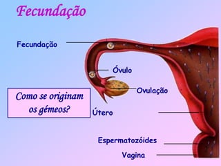 Fecundação
Vagina
Espermatozóides
Útero
Ovulação
Óvulo
Fecundação
Como se originam
os gémeos?
 