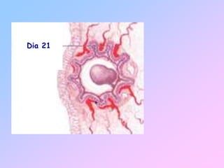 Dia 21
 