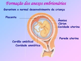 Formação dos anexos embrionários
Garantem o normal desenvolvimento da criança
Âmnios
Cavidade amniótica
Córion
Cavidade uterina
Parede uterina
Cordão umbilical
Placenta
 