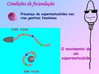 Condições de fecundação
Presença de espermatozóides nas
vias genitais femininas
O movimento de
um
espermatozóide
 