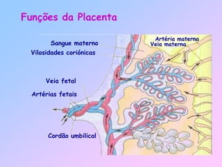 Sangue materno
Vilosidades coriónicas
Veia fetal
Artérias fetais
Cordão umbilical
Funções da Placenta
Artéria materna
Veia materna
 
