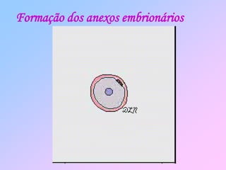 Formação dos anexos embrionários
 