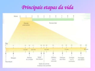 Principais etapas da vida
 