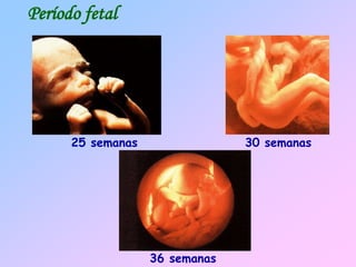 36 semanas
30 semanas
25 semanas
Período fetal
 