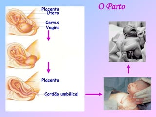 O Parto
Cordão umbilical
Placenta
Útero
Cervix
Vagina
Placenta
Cordão umbilical
 