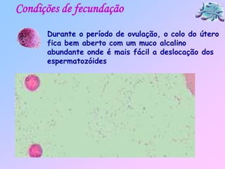 Durante o período de ovulação, o colo do útero
fica bem aberto com um muco alcalino
abundante onde é mais fácil a deslocação dos
espermatozóides
Condições de fecundação
 