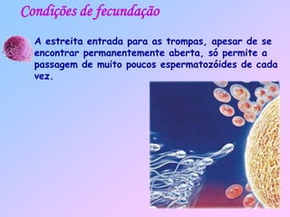 Condições de fecundação
A estreita entrada para as trompas, apesar de se
encontrar permanentemente aberta, só permite a
passagem de muito poucos espermatozóides de cada
vez.
 