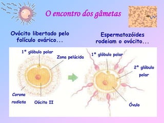 O encontro dos gâmetas
Ovócito libertado pelo
folículo ovárico...
Espermatozóides
rodeiam o ovócito...
1º glóbulo polar
Zona pelúcida
Oócito II
Óvulo
1º glóbulo polar
2º glóbulo
polar
Corona
radiata
 