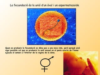 La fecundació és la unió d’un òvul i un espermatozoide




Quan es produeix la fecundació es dóna pas a una nova vida, però perquè això
sigui possible cal que es produeixi la unió sexual on el penis erecte de l’home
ejacula el semen a l’interior de la vagina de la dona.
 