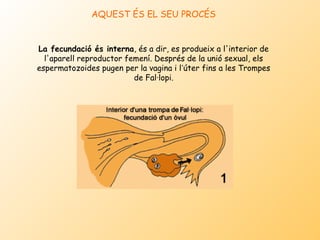 AQUEST ÉS EL SEU PROCÉS


La fecundació és interna, és a dir, es produeix a l'interior de
  l'aparell reproductor femení. Després de la unió sexual, els
espermatozoides pugen per la vagina i l’úter fins a les Trompes
                          de Fal·lopi.
 