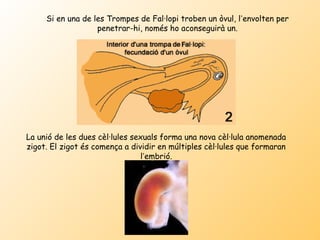 Si en una de les Trompes de Fal·lopi troben un òvul, l’envolten per
                   penetrar-hi, només ho aconseguirà un.




La unió de les dues cèl·lules sexuals forma una nova cèl·lula anomenada
zigot. El zigot és comença a dividir en múltiples cèl·lules que formaran
                                l’embrió.
 