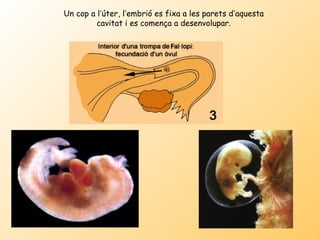 Un cop a l’úter, l’embrió es fixa a les parets d’aquesta
         cavitat i es comença a desenvolupar.
 